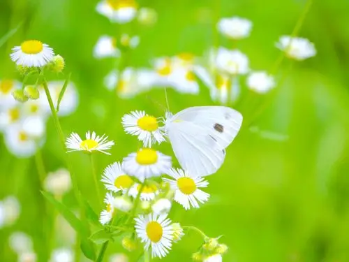 美丽的小野花【一年蓬】
