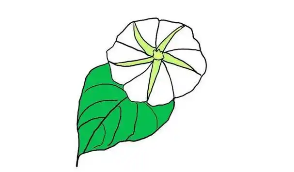 简笔画月光花怎么画(月光下的花怎么画简笔画很可爱) -【爱个性】