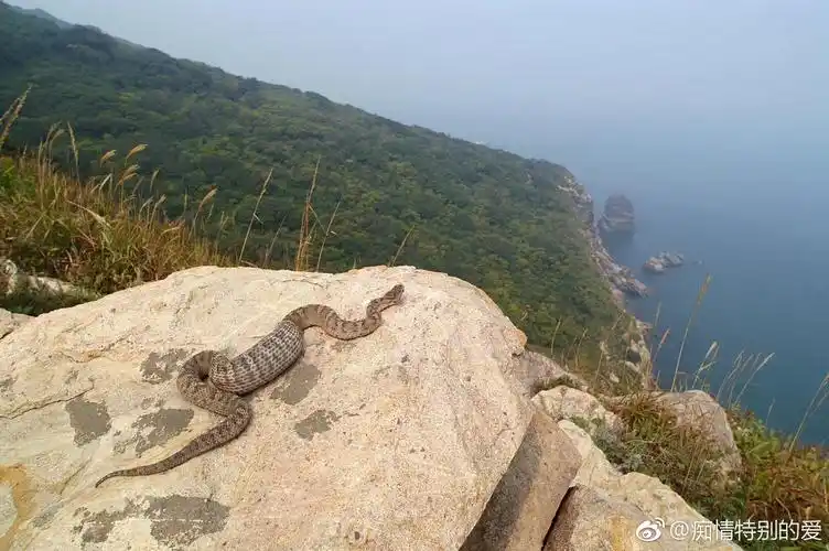 辽宁大连蛇岛探秘