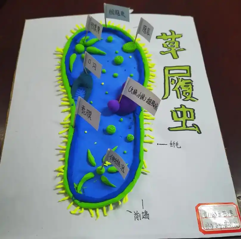 彩泥手工 生物模型大比拼 - 抖音