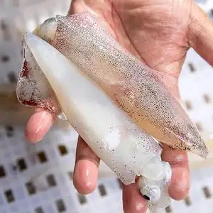 带籽鱿鱼 黄小贤东山岛海鲜 满籽笔管鱼带籽小管全籽海兔子400g盒