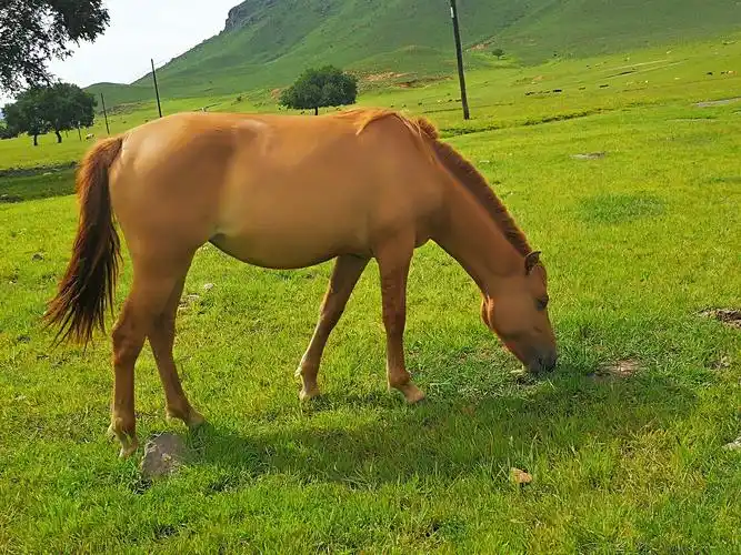 草原上的马真干净