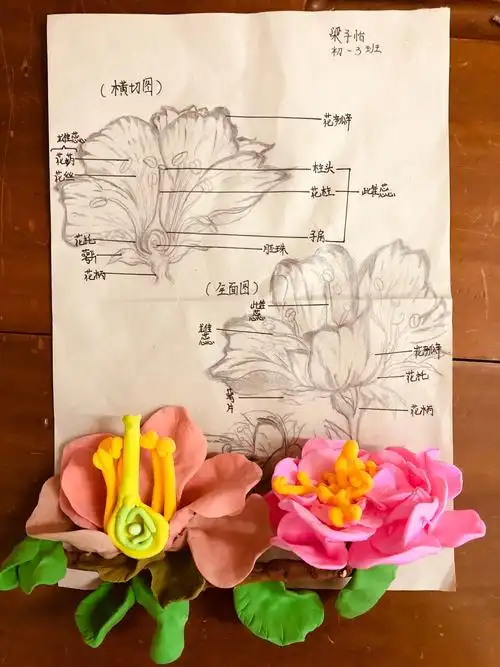 初一实验班生物模型制作大赛获奖公示