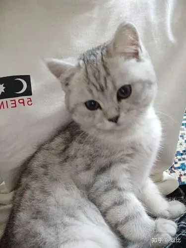 美短银渐层配纯种美短好看吗?