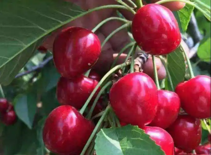 红妃樱桃1.jpg