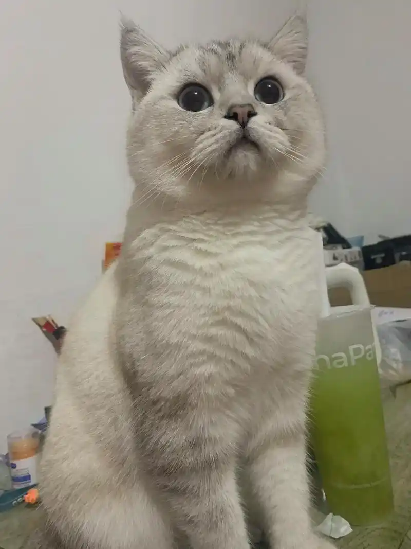 给我家儿子"醋醋"找个女朋友 品种:银点(银渐层) 年龄:1 - 抖音