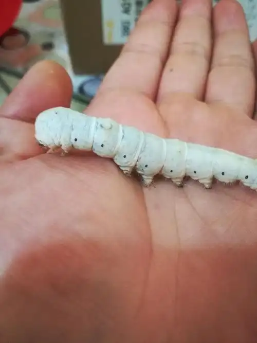 宁波海曙:蚕宝宝观察记 --洞桥镇中心小学104班叶礼谆(指导老师:庄莎