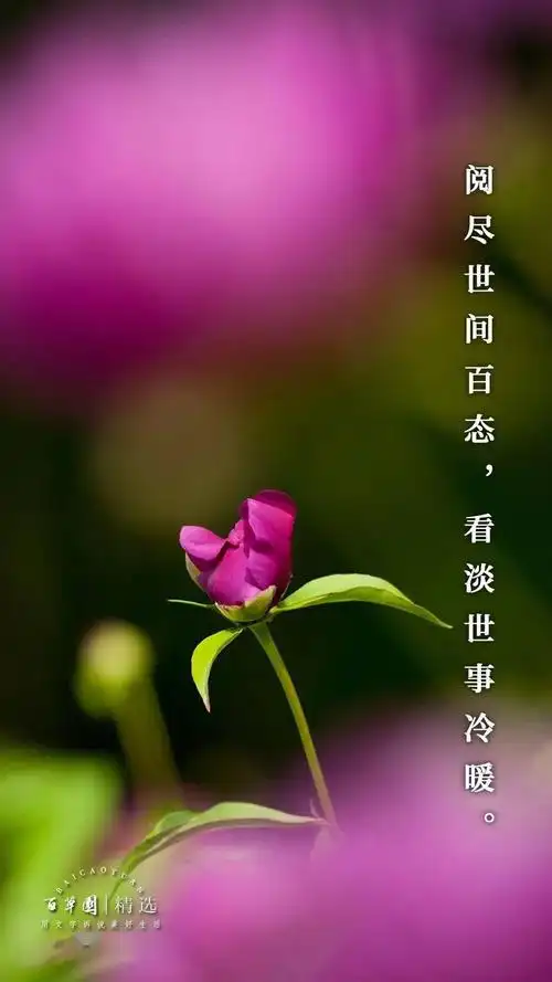 生活禅 | 阅尽世间百态,看淡世事冷暖