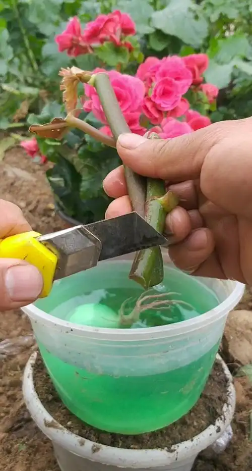 最潮劳动者#扦插玻璃海棠技巧,成活率百分一百,四季开花