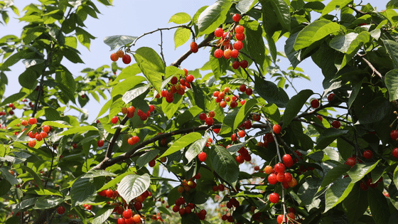 丰县这个地方让你实现"樱桃自由"