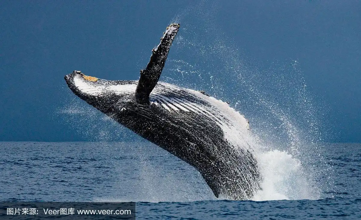 humpback whale in the water.