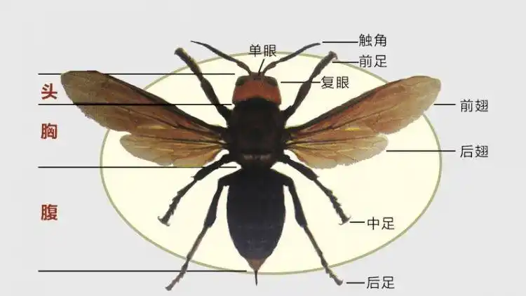 昆虫的特征和习性幼儿园