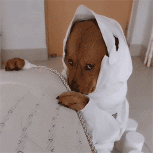 有趣好玩的委屈狗表情包:生活不过如此,不说了都在酒里了