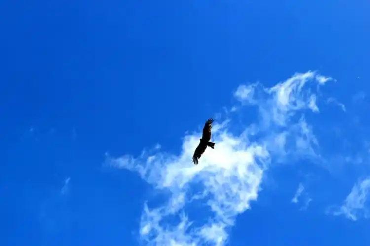 草原雄鹰——摄于2014年呼伦贝尔草原