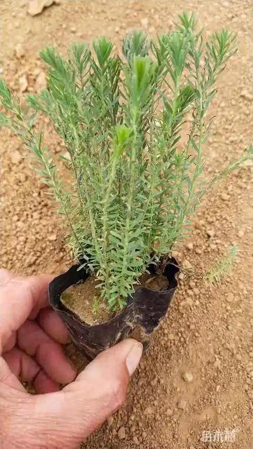 高度10厘米蓝花亚麻