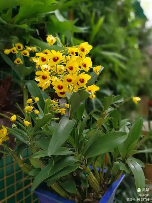 今天跟大家介绍黎氏出品的石斛兰.   感谢您有一颗懂得欣赏美好事