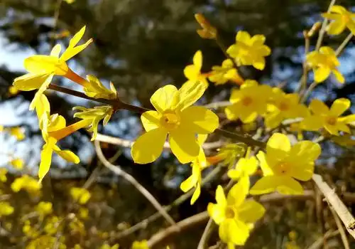 迎春花开了,最美的春天到了