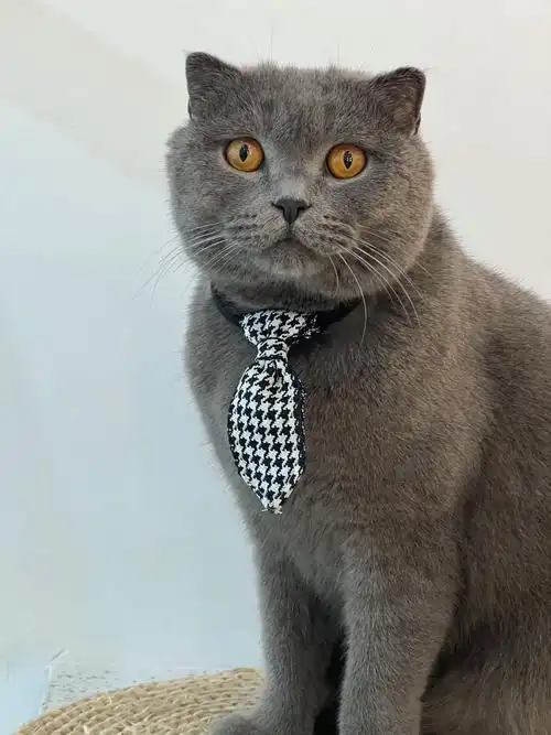 有没有谁看到这只蓝猫? 已经四岁了哦!折耳猫 哪个好心人抱走 - 抖音