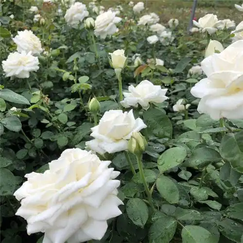 珍妮莫罗切花月季大花勤花庭院阳台盆栽多季时令草本花卉