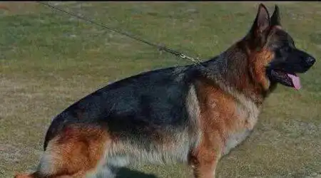 狼王福尔博儿子和两届va贝利狼灰儿子遗传基因稳定,出狗质量高