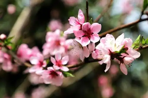 恋上春天里的桃花