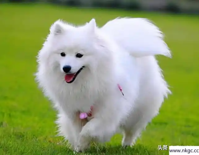白色毛发的狗干净又可爱,都有哪些白毛狗品种