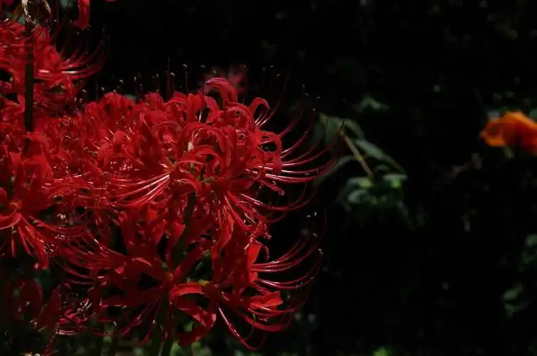 曼珠沙华--传说中的彼岸花