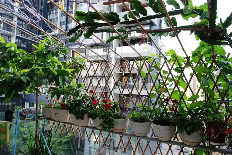 家庭阳台种菜种植智能化