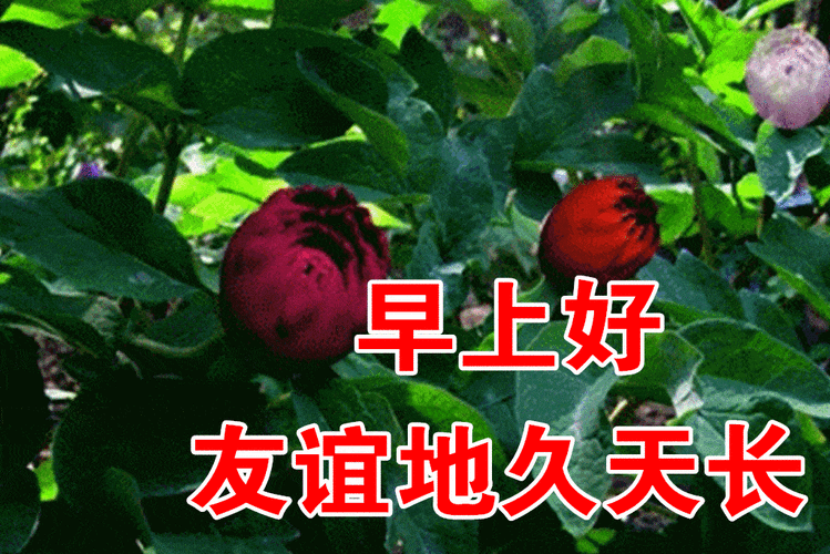 正月十六牛年大吉最漂亮早上好动态表情图片大全早晨好动图美图大全