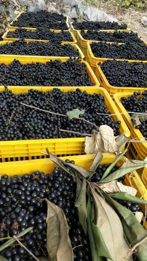 广西野生山葡萄