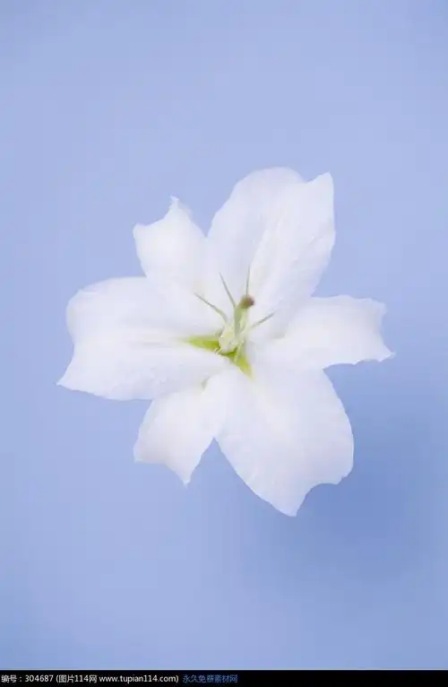 蓝色背景上的百合花