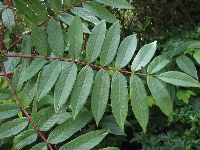 怎样鉴定羽状复叶植物的营养体