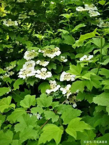 七律(新韵)天目琼花开迎初夏