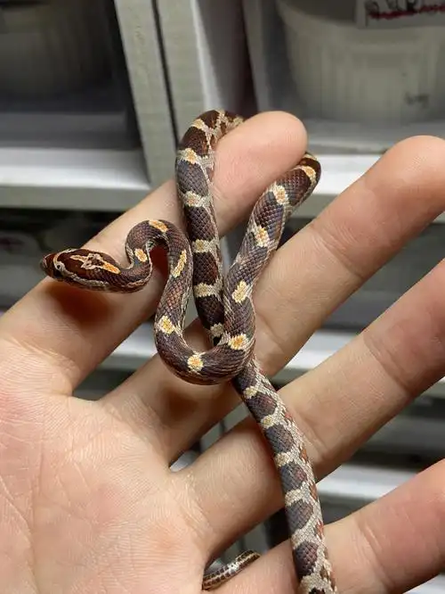 okt原色宠物玉米蛇