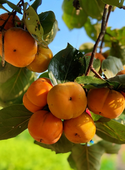 秋天的田野,无疑是最美的!每一处都透露着丰收的景象,温暖,喜人,美