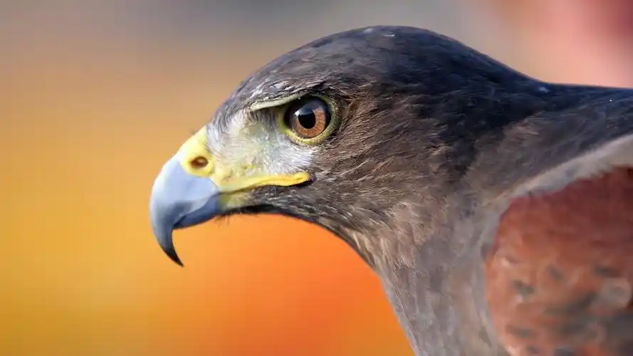 鸟动物宠物萌宠鹰儿童桌面专用萌宠动物壁纸