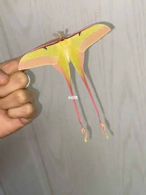 生活在云林之中的天蚕蛾09最后果然飞走了02#大