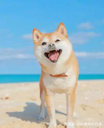 柴犬永远都是笑哈哈的样子萌死啦