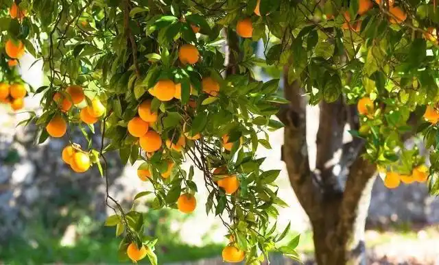 院子里能种什么果树?
