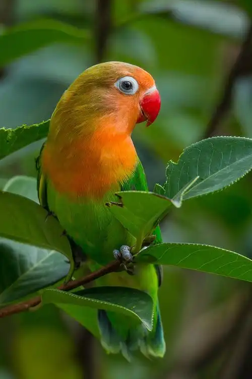 红牡丹鹦鹉 - 高黎贡雪vision - 图虫