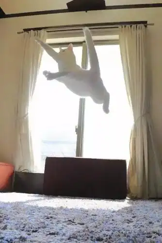 这里有只喵,在崩溃边缘试探