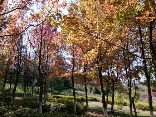 秋天,那遍漂亮的枫香林