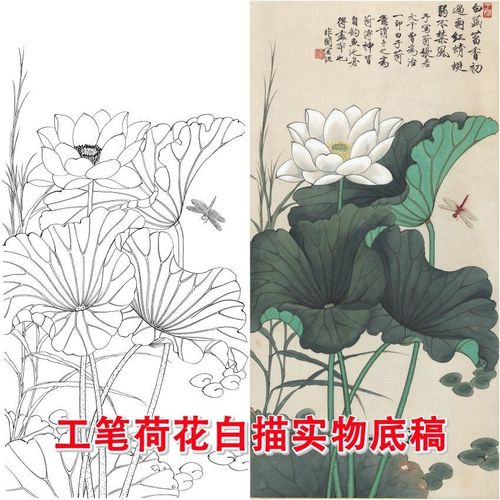 dh23工笔画白描底稿四尺荷花国画蜻蜓线描稿临摹勾线实物打印画稿