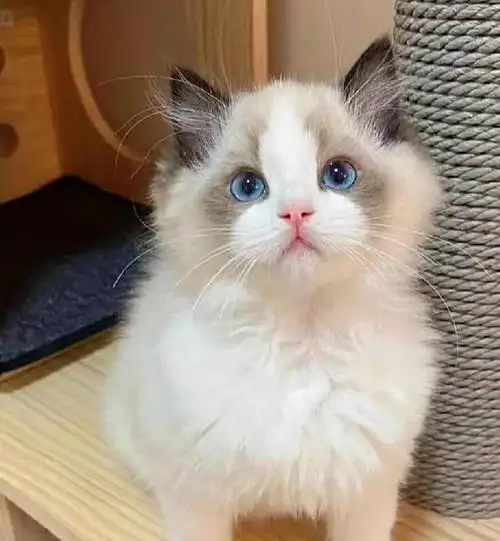 布偶幼猫出窝了 找新家纯种健康品相极好