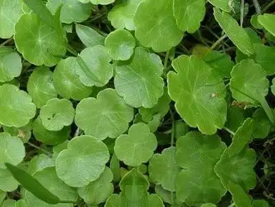 金钱草_中药大全