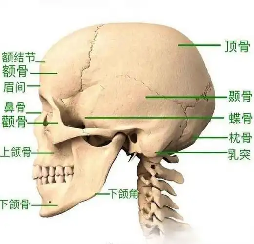 头是指我们的整个头部,包括了顶骨,额骨,下颌骨,上颌骨,颧骨等.