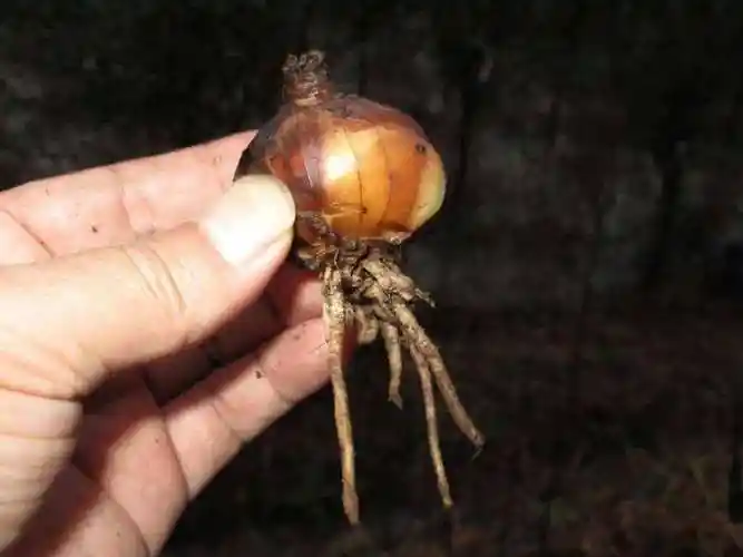 一种有毒植物彼岸花花非常漂亮根茎却有毒看到请重视