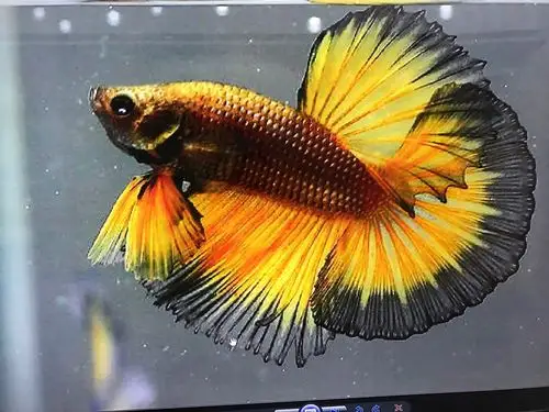 史老师美术31班《美丽的半月鱼》