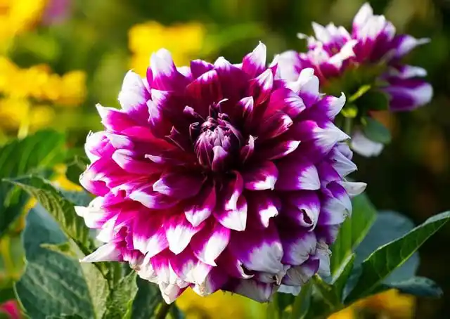 大丽花10大经典品种,开花如碗大,你种了么?