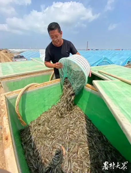 "小棚虾"养殖让这里的盐碱滩"流金淌银"
